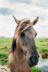 Free-Roaming Horse in Latvia - 247758969