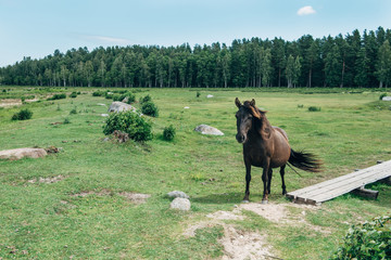 Horse Near Engure, Latvia - 247758976