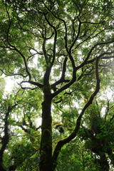 Fototapeta premium sunlight throught green moss on nature tree of greenery rainforest jungle
