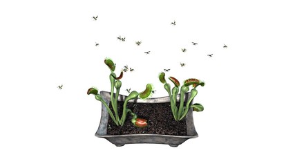 Venus Fly Trap plant with group insect - isolated on white background