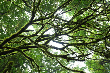Fototapeta na wymiar sunlight throught green moss on nature tree of greenery rainforest jungle