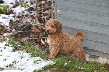 cockapoo puppy in snow