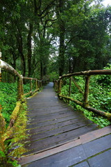 wooden bridge walkway in rainforest