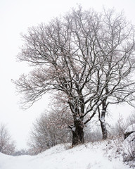 Snow on a tree in winter