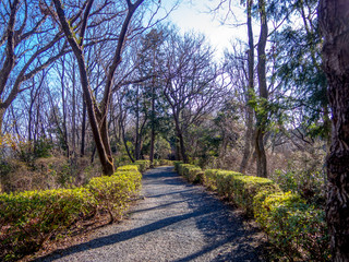 【静岡県伊豆市】冬の修善寺梅林の風景【遊歩道】