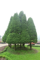 Fototapeta na wymiar green pine tree in nature garden
