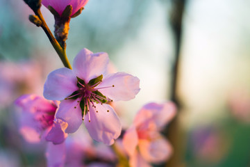 peach blossom close-up