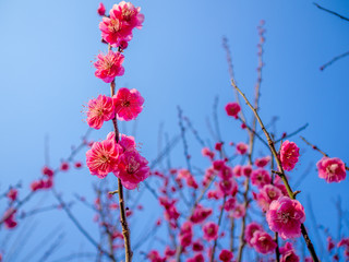 【静岡県伊豆市】紅梅の花【修善寺梅林】