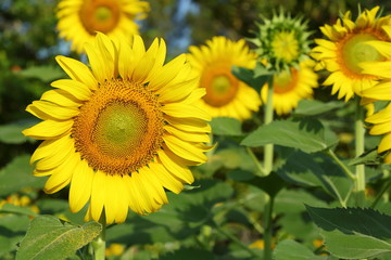 beautiful sunflower blossom blooming in natural garden