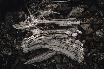 Dried out, white elements of dead wood. Wooden, natural motive.