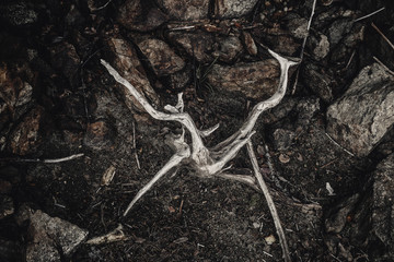 Dried out, white elements of dead wood. Wooden, natural motive.