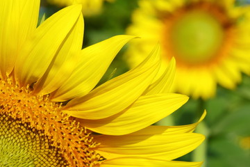 beautiful flower, sunflower blossom blooming in nature