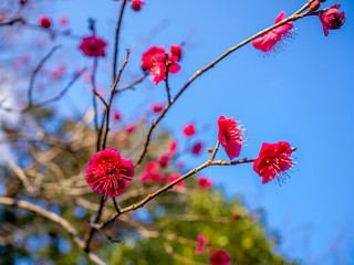 【静岡県伊豆市】紅梅の花【修善寺梅林】