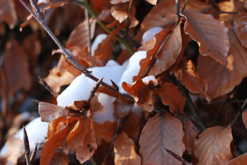 Hainbuchenhecke mit Schnee