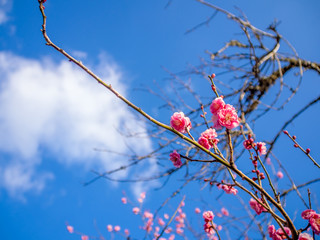 【静岡県伊豆市】紅梅の花【修善寺梅林】