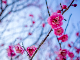 【静岡県伊豆市】紅梅の花【修善寺梅林】