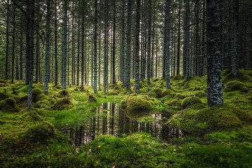 Boreal forest floor. Mossy ground and warm,autumnal light. Norwegian woodlands. - obrazy, fototapety, plakaty