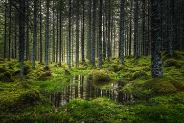 Rolgordijnen Boreal forest floor. Mossy ground and warm,autumnal light. Norwegian woodlands. © Adrian