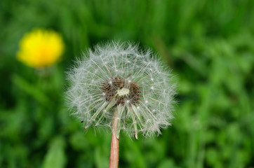 Fototapeta premium Yellow dandelion flowers and Dandelion seeds