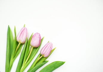 Pink tulips on white background