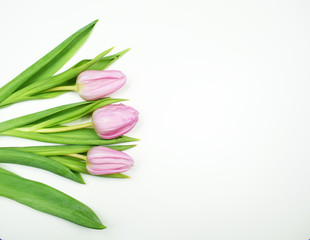 Pink tulips on white background