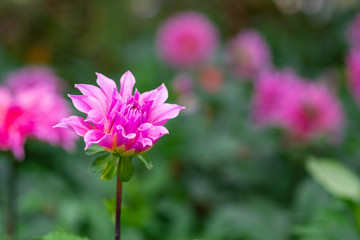 Obraz premium Close-up Of beautiful phlox blooming in the garden.