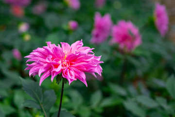 Obraz premium Close-up Of Beautiful Dahlia Flowers.