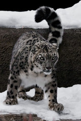 The snow leopard is a big and strong cat with a clear look, sitting and getting ready to jump, close-up is winter with white snow