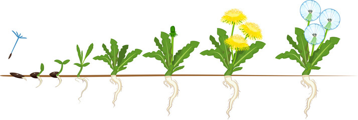 Life cycle of dandelion plant or taraxacum officinale. Stages of growth from seed to adult plant - obrazy, fototapety, plakaty