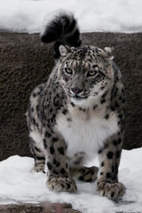 The snow leopard is a big and strong cat with a clear look, sits looking forward, close-up is winter with white snow