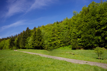 Fototapeta na wymiar kleiner Bach im Apfelstädter Grund bei Tambach-Dietharz im Thüringer Wald
