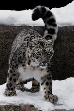 The Snow Leopard Is A Big And Strong Cat With A Clear Look Sitting And Getting Ready To Jump Close Up Is Winter With White Snow Stock Photo Adobe Stock