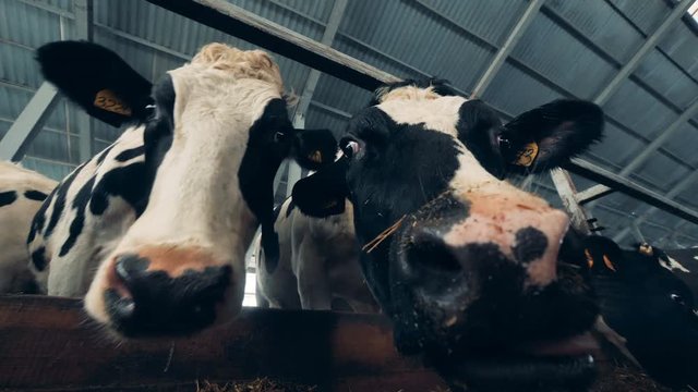 Close up of cow's nebs being curious about the camera