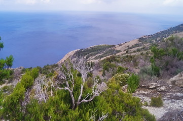 Typical vegetation of the island of Montecristo, Tuscany, Italy