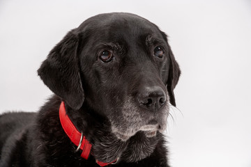 An elderly black labrador bitch waits patiently for instruction while she poses on a white seamless background in the studio