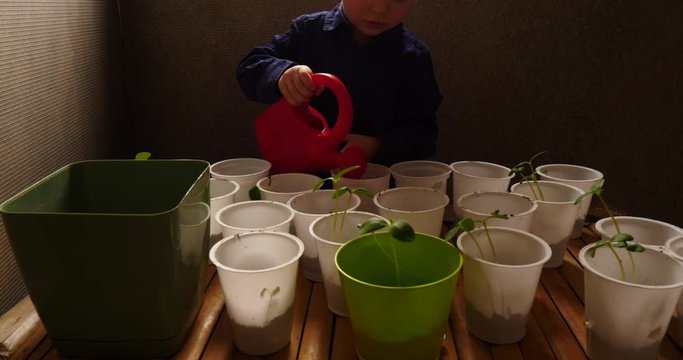Little blond boy helps his mother grow tomato, eggplant, pepper, cabbage seedlings. Child with glasses watering pots with seedlings from a red garden watering can. Green seedlings on window