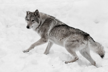 Powerful and agile full-grown wolf quickly runs through the snow, close-up