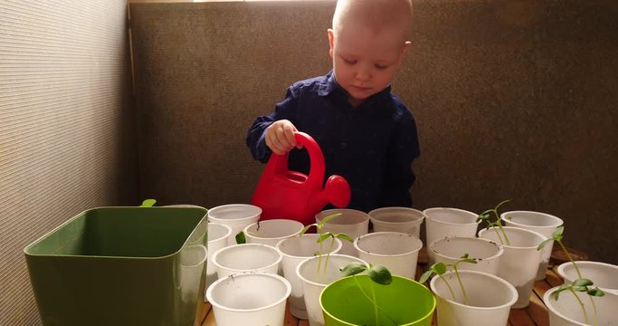 Little blond boy helps his mother grow tomato, eggplant, pepper, cabbage seedlings. Child with glasses watering pots with seedlings from a red garden watering can. Green seedlings on window