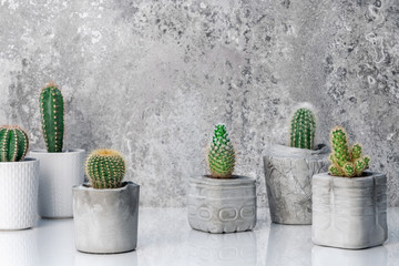 Cactuses in concrete pots set carelessly against the background of a gray stone wall. Copy space for text. White shelf. Interior decoration