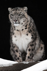 A snow leopard on a dark background sits and proudly looks ahead