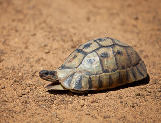 Leopard tortoise slowly wandering along the gravel road South Africa