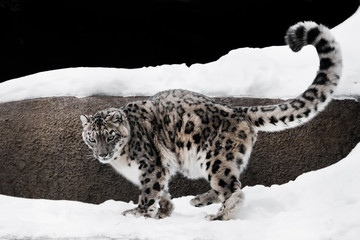  the snow leopard deftly jumps and runs through the snow against a dark background, strong and fast.  rare animal. © Mikhail Semenov