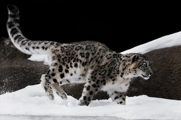  the snow leopard deftly jumps and runs through the snow against a dark background, strong and...