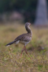 Red legged Seriema, Pantanal , Brazil