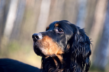 Gordon Setter portrait on nature