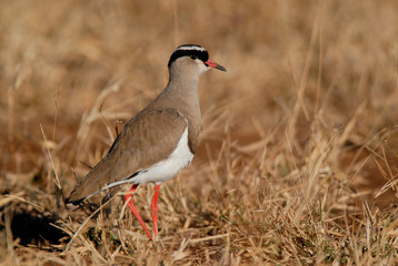 Crowned plover, Kruger National Park, South Africa