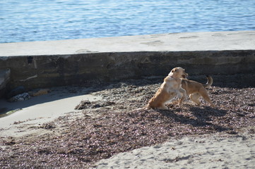 Fototapeta na wymiar Dogs playing on the beach