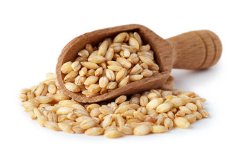 Barley grain (Hordeum vulgare) in wooden scoop isolated on white background