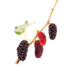 mulberries fruit and mulberry leaf on white background healthy mulberry fruit food isolated