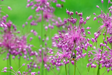 Allium